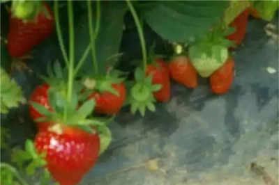 吉林高品质水蜜桃苹果苗热销，厂家直销助力果农增产增收