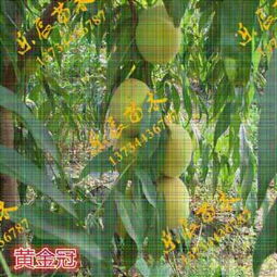 巨甜桃树苗 新品种引领果树苗木市场变革