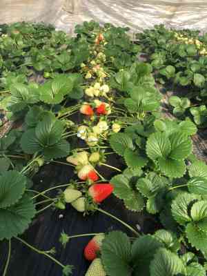 潮州优质草莓苗厂家 专业苗木供应商的培育之道