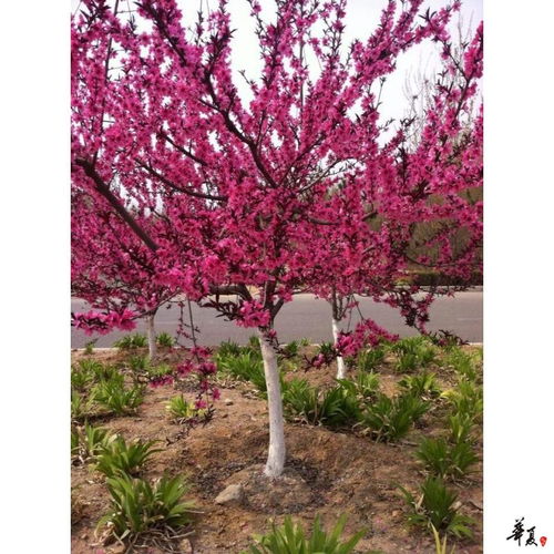 精品苗木推荐 浙江嵊州市鼎丰果业专业合作社苗木相册