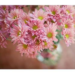 雏菊市场报价与君诚花卉苗木厂苗木资源解析