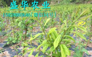 1-3公分李子苗批发价格及厂家直销优势解析