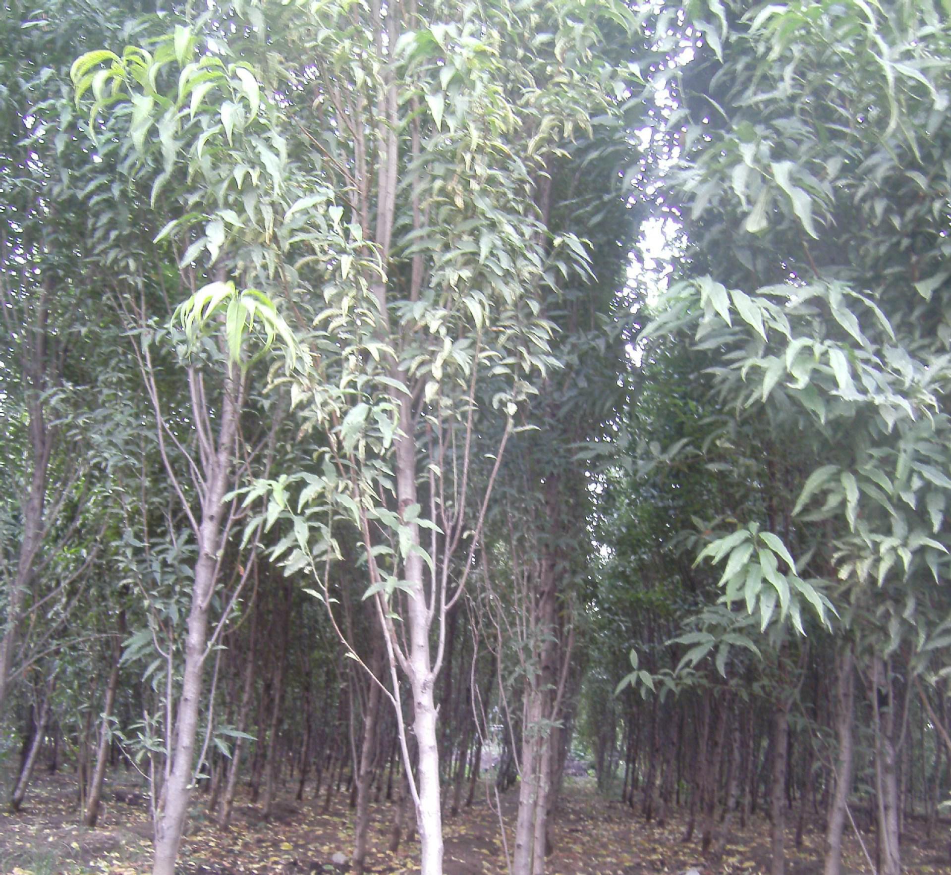 专业绿色植物苗木花卉 打造花园与绿化的理想选择