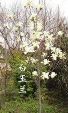 绿化苗木产品介绍 327苗木的图片与信息