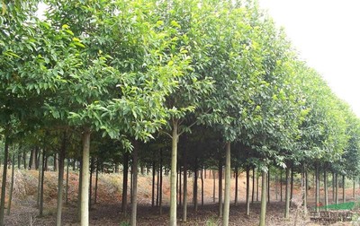 江西乐昌含笑苗木批发及人工智能应用软件开发趋势